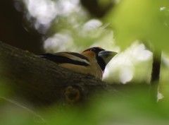 Coccothraustes coccothraustes