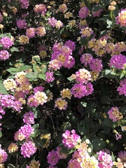 Lantana