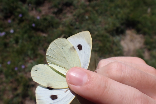 Large White