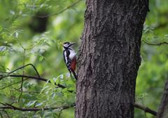 Dendrocopos major