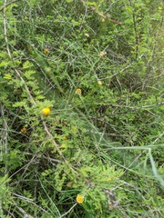 Mimosa borealis