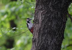 Dendrocopos major