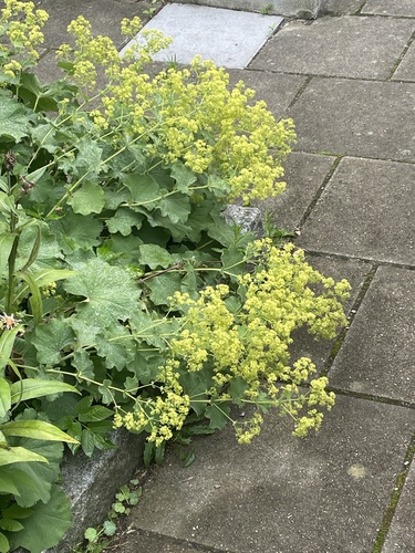 Garden Lady's-mantle