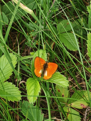 Scarce Copper