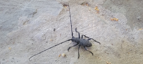 Morimus asper