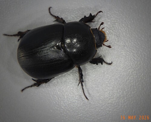 Pentodon idiota