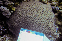 Lobophyllia erythraea