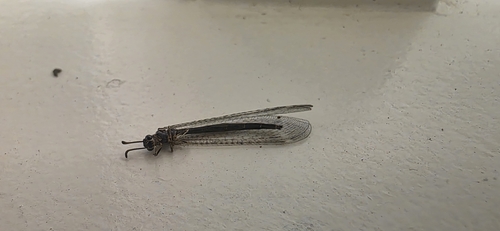 iNaturalist observation photo of Antlions and Owlflies