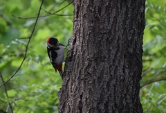 Dendrocopos major
