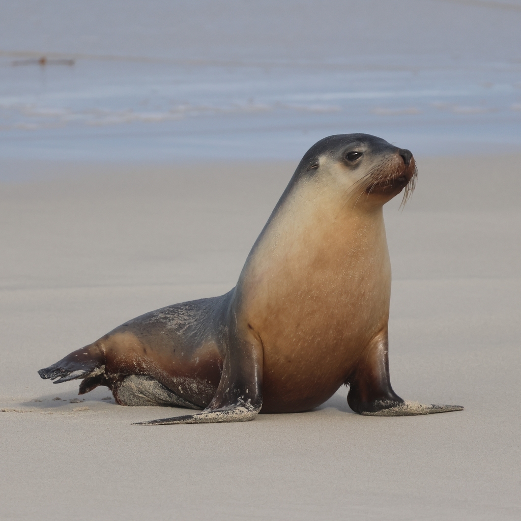 Young Australian sea lion sitting up on the sand at Seal Bay