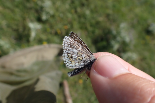 Yellow-banded Skipper