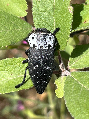 Flat-headed Root-borer