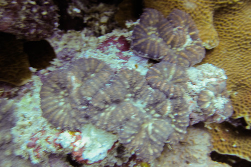 Lobophylliidae