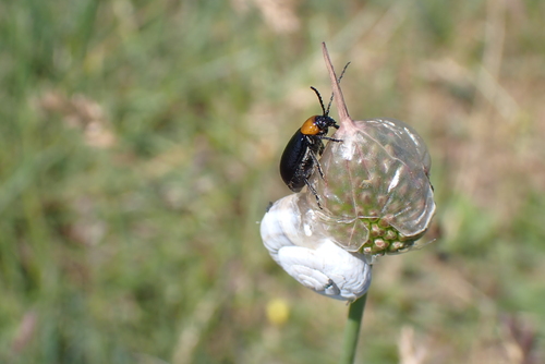 Exosoma gaudionis