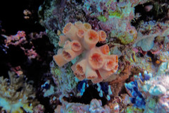 Dendrophyllia