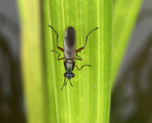 Sepedon aenescens, 2026-07-03