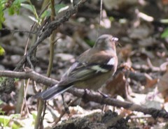 Fringilla coelebs