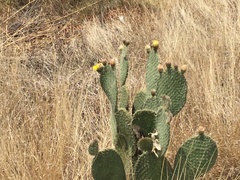 Opuntia huajuapensis