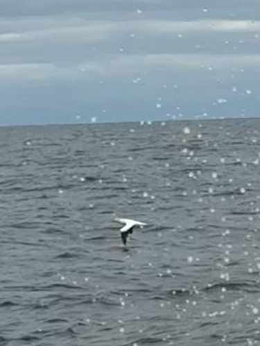 Australasian Gannet