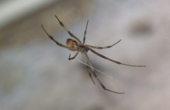 Latrodectus geometricus