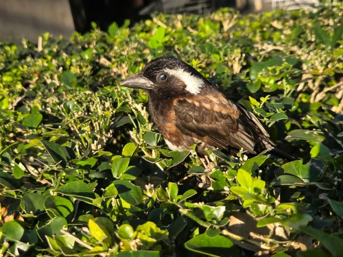 White-eared Barbet