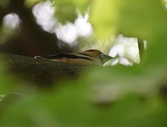 Coccothraustes coccothraustes