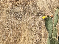 Opuntia huajuapensis
