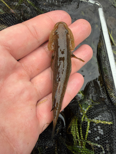 Frog Goby