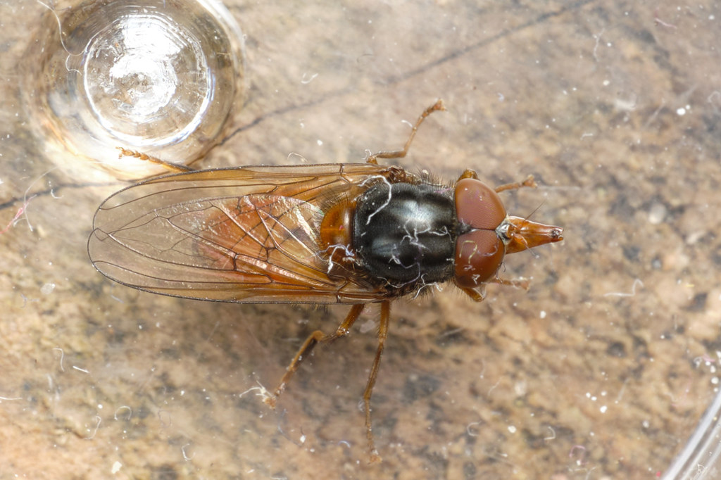 Rhingia rostrata