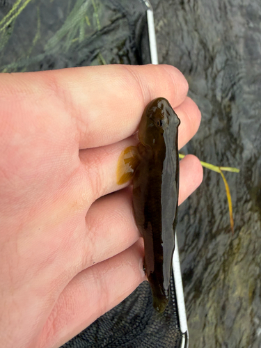 Monk Goby