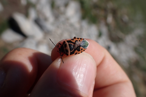 cruciferous bug