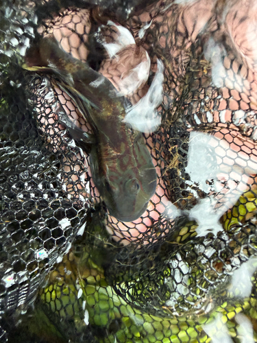 Rhinogobius fluviatilis