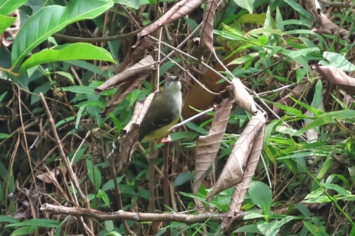Prinia familiaris observed 2026-06-14
