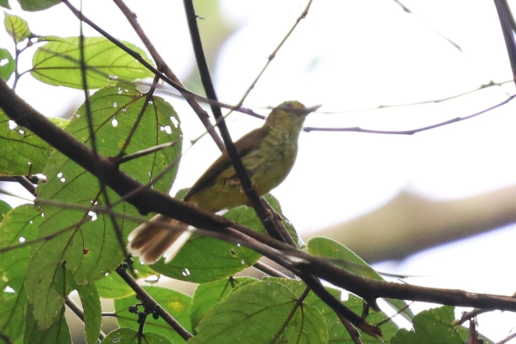 Brinji rambut-tunggir (Tricholestes criniger)