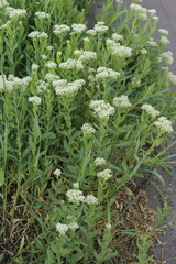 Lepidium draba