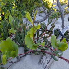 (c) Luke Lythgoe, some rights reserved (CC BY) Muehlenbeckia adpressa, photograph (c) Luke Lythgoe, some rights reserved (CC BY)