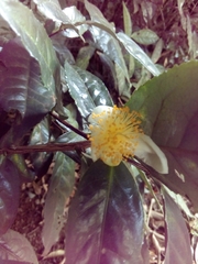 Camellia sinensis