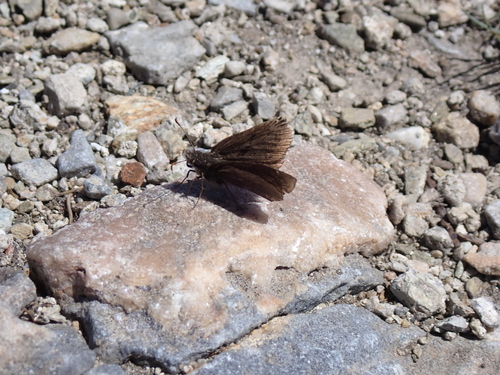 Inky Skipper