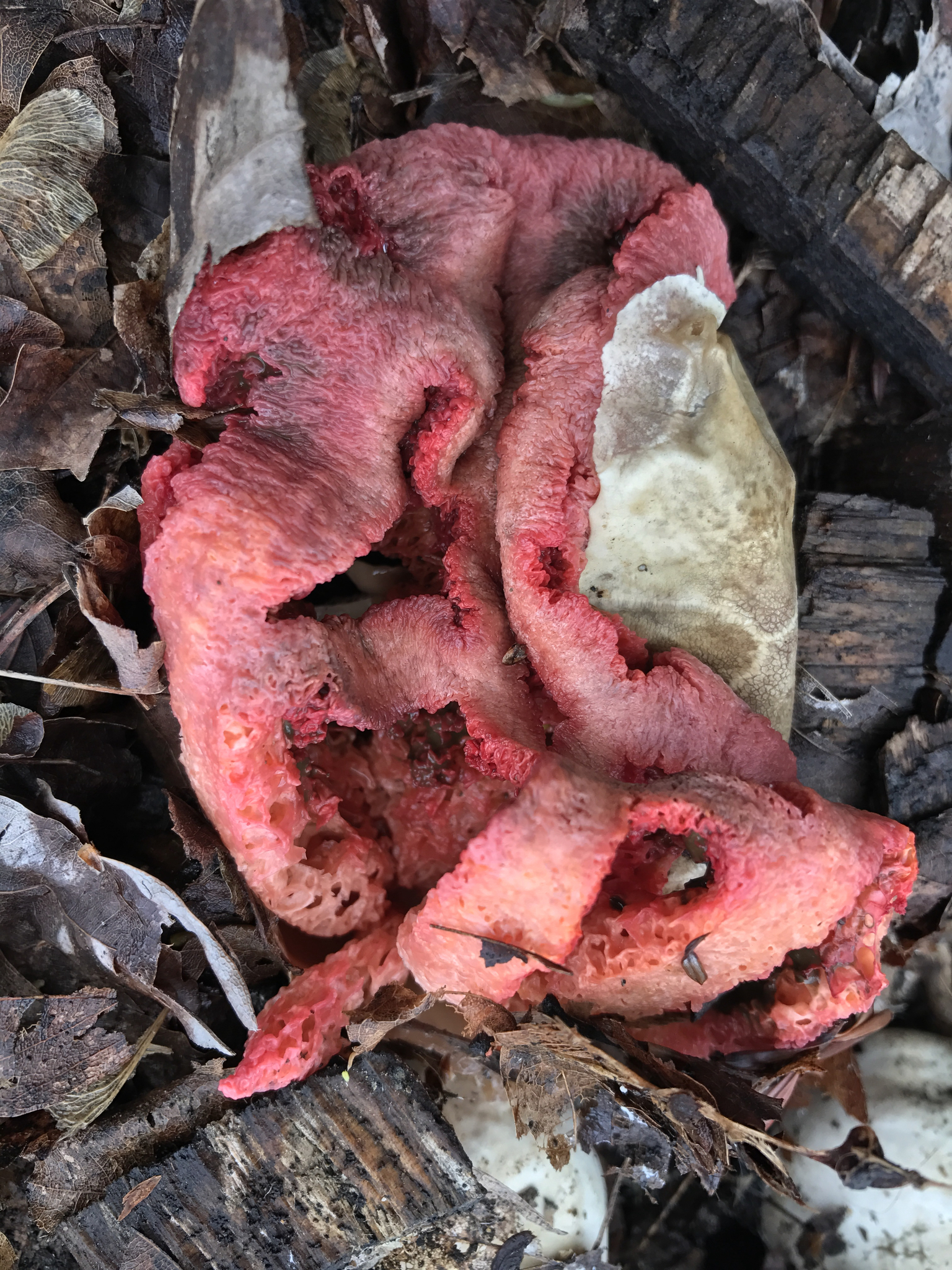 Clathrus image