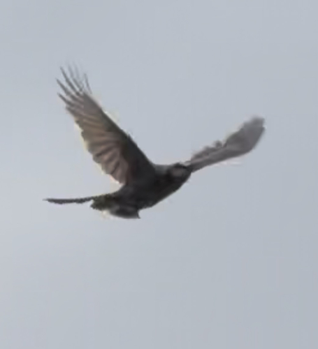 Brown-eared Bulbul