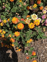 Lantana