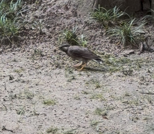 White-cheeked Starling