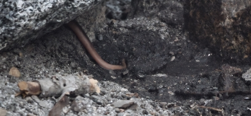 iNaturalist observation photo of Northern Rubber Boa