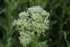 Lepidium draba