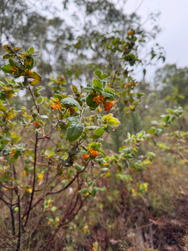 Grevillea pimeleoides, photograph 2