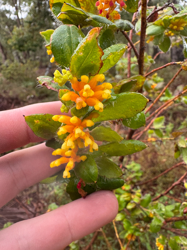 Grevillea pimeleoides, photograph 1
