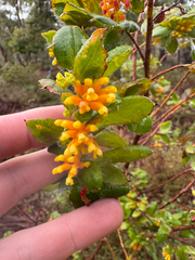 Grevillea pimeleoides