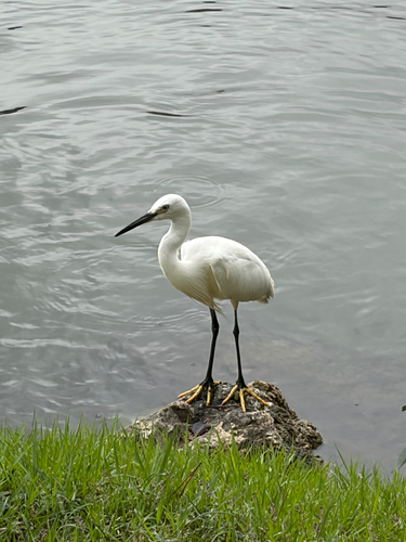 Little Egret