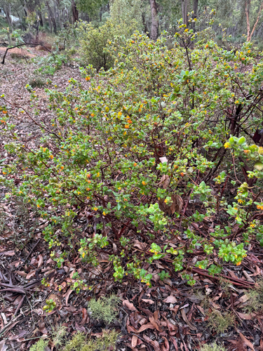 Grevillea pimeleoides, photograph 4