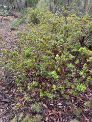 Grevillea pimeleoides, photograph (c) Tyler Anthony, some rights reserved (CC BY)